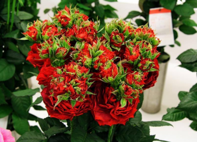 Чарівна краса: 5 дивовижних сортів троянд