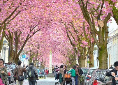 Пять городов, где улицы утопают в цветах