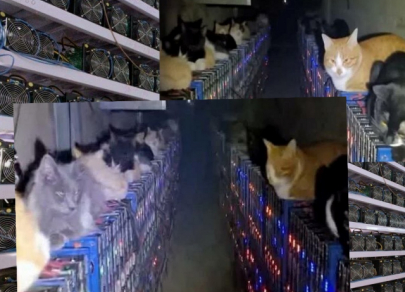 Лапы, когти и хвосты &ndash; как животные способны повлиять на бизнес