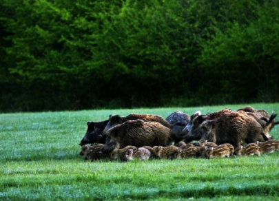 Лапы, когти и хвосты &ndash; как животные способны повлиять на бизнес