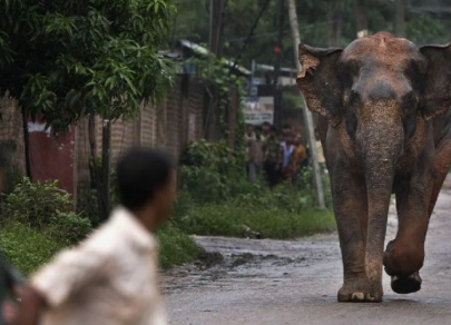 Лапы, когти и хвосты &ndash; как животные способны повлиять на бизнес