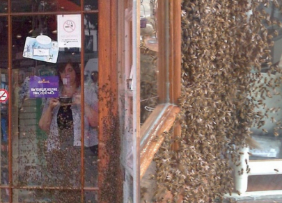 Лапы, когти и хвосты &ndash; как животные способны повлиять на бизнес