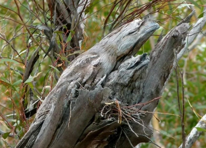 Искусство исчезать – маскировка как высшая стратегия выживания