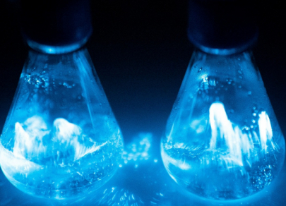 Биодизайн &ndash; как природа заменяет мебельные фабрики