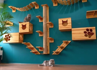 Котоэкономика – стратегия мягкого доминирования