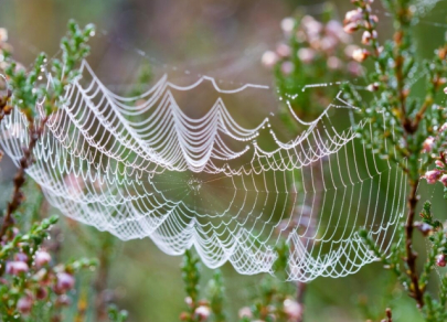 Биомиметика – когда патенты выдает природа