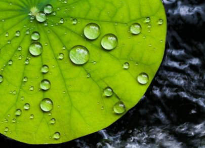 Биомиметика – когда патенты выдает природа