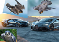 Гонки по горизонтали и вниз: животные vs автомобили