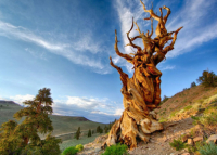 World’s 7 oldest living trees