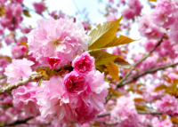 Sakura’s bloom in Japan: 5 facts about blossom season 