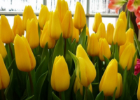 Top 6 unique tulip types 