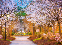 Lima tempat terkenal dengan bunga sakura terbaik