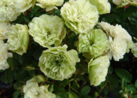 Завораживающая красота: 5 удивительных сортов роз