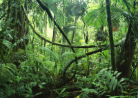 Зеленые чудеса планеты: самые впечатляющие тропические леса 
