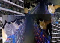 Лапы, когти и хвосты – как животные способны повлиять на бизнес