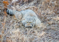 ��������� �������� � ���������� ��� ������ ��������� ���������