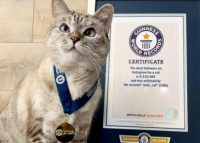 Котоэкономика – стратегия мягкого доминирования