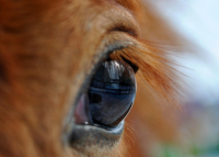 Ідемо на вії? Найкращий б'юті-майстер запрошує!