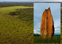 Архитектура инстинкта –  гениальные решения дикого хай-тека