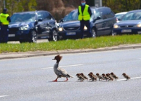 «Звериные мегаполисы» – VIP-кортежи для утят, печеньки для оленей и котики