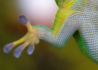 Биомиметика – когда патенты выдает природа